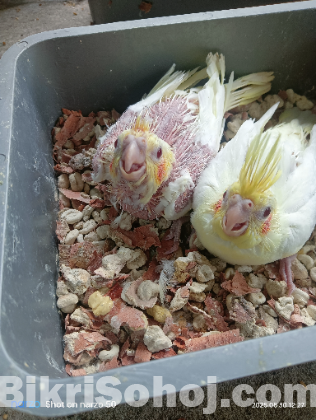 Lutino Cockatiel Baby